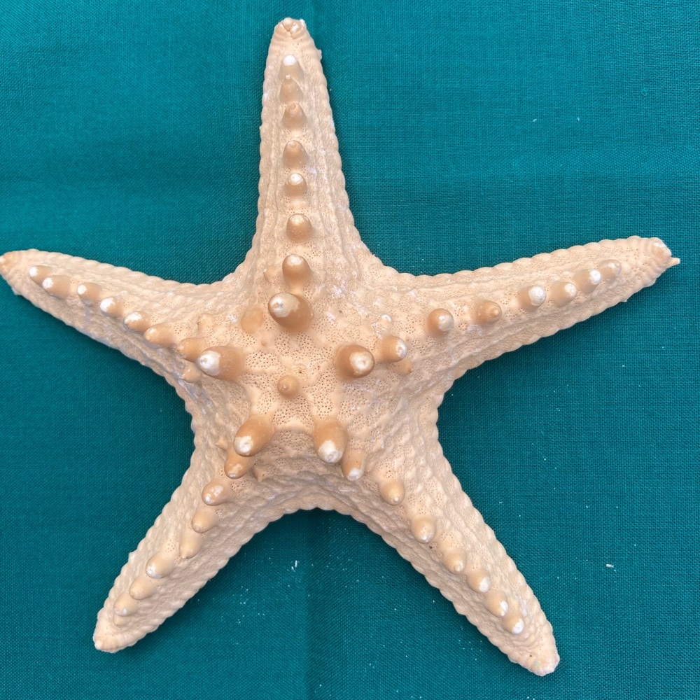 Starfish Sea Shells - Picture 10 of 11